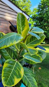 Image result for Ficus altissima