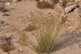 Image result for Sporobolus ioclados