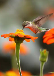 There are more than 300 species of hummingbirds inhabiting the world, with 16 found throughout the united states. 89 Butterfly Hummingbird Plants North Florida Ideas Plants Hummingbird Plants Planting Flowers