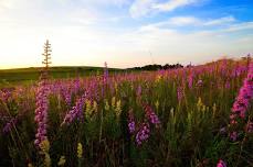 Blazing Stars, Butterflies & Birds at Smith-Reiner