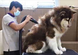 Pet Groomers: Hairdressers Doggy Style, Pedicures And Spa's. With Home  Delivery. - MYANMORE