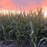 2026 Regional Corn Field Day