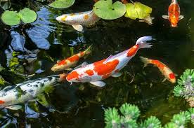 The Ultimate Koi Fish Care And Pond Guide Fishkeeping World