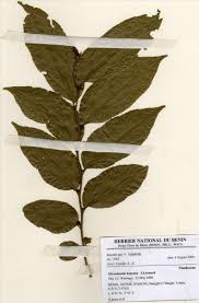 Image result for Pandaceae