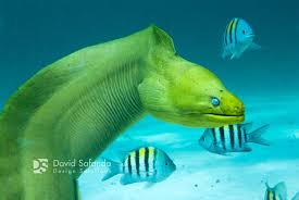 Moray Eel By David Safanda 500px Moray Eel Marine Animals Weird Fish