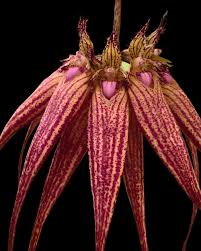 Image result for Bulbophyllum kivuense