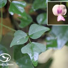 Image result for Dolichos trilobus