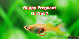 How Do I Know Whether My Guppy Is Pregnant Or Not Guppy Fish