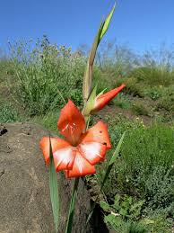 Image result for Gladiolus trichonemifolius