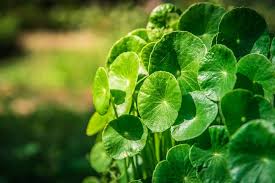 Gotu Kola The Skin Tightening Herb With Uses And Benefits That Increase Collagen Production And Firmness In 2020 Herbs Natural Treatments Gotu Kola