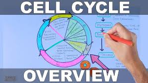 Image result for Cell Cycle