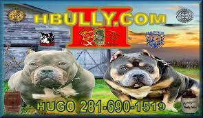 We specialize in american bully style pit bulls. Bully Blue Pitbulls For Sale Houston Tx Champion Blood Lines