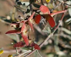 Image result for Janusia