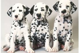 … empty nesters, looking for registered female dalmatian puppy. Akc Clarifies Position Statements Related To Spaying And Neutering American Kennel Club