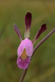 Image result for Eulophia coeloglossa