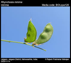 Image result for Rhynchosia tricuspidata