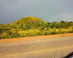 Image result for Aspilia kotschyi