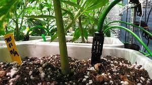 Como Automatizar O Cultivo Para Viajar Ou Sair De Ferias Growroom