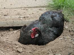 Die wichtigsten truthuhnrassen sind bronze und weiße. Ein Tag Im Leben Eines Huhns Tierwelt