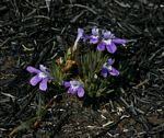 Image result for Hygrophila mutica