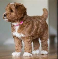 Ikea kitchens are made to stand up to the rough and tumble of everyday life in your home. 200 Best Mini Labradoodle Ideas In 2021 Labradoodle Puppies Cute Dogs