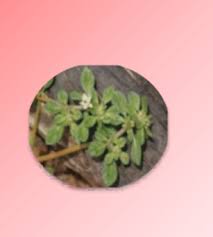 Image result for Pentarrhinum abyssinicum