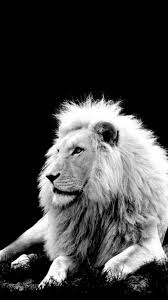 Search free white lion wallpapers on zedge and personalize your phone to suit you. Awesome Iphone Black And White Lion Wallpaper Photos