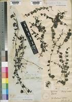 Image result for Diclis