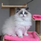 Rhetorical Ragdolls, Southern MA, Boston, MA (2020)