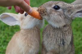 Rabbit, pet, pet stores, pet food, pet vets, pet doctors, pet hospital, pets for kids, blue, black, blue and black, eight, the number eight. Colchester Pet Shop Jollyes Bans Sale Of Rabbits Over Easter Gazette