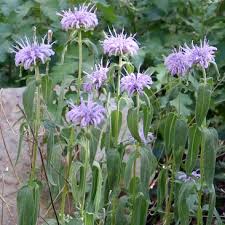 Image result for Monarda