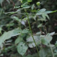 Image result for Oxalis barrelieri