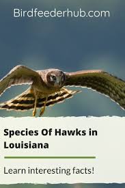 Species Of Hawks In Louisiana In 2020 Backyard Birds Feeders Species Backyard Birds