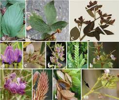 Image result for Rhynchosia ferruginea