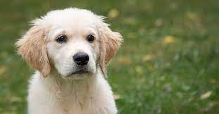 After that, the overall cost of a golden retriever is between $14,480 and $15,782. Golden Retriever Cost Online Shopping Mall Find The Best Prices And Places To Buy