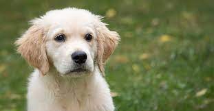 How Much Do Golden Retrievers Cost Initial Price Yearly Costs Golden Hearts