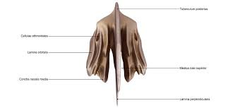 The mucous secretions drain into the nasal cavity and help, warm, humidify, and clean the air. Ethmoid Bone The Definitive Guide Biology Dictionary