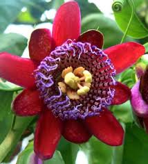 Image result for Passiflora quadrangularis