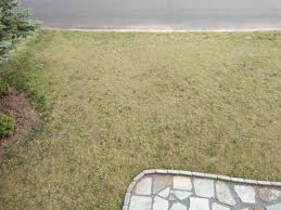 However, i believe there is. I Start A New Lawn Every Year And Then It Dies Lawncare