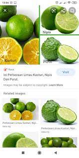 Limau nipis vs limau kasturilimau nipis vs limau kasturi. Anep On Twitter Camne Nak Bezakan Mana Satu Limau Puru Mana Satu Limau Kasturi