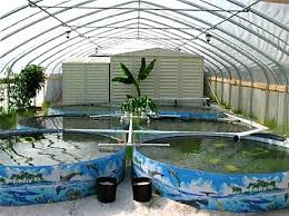 Has been added to your cart. Tilapia Farming At Home Backyard Aquaponics Aquaponics System Tilapia Farming