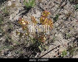 Image result for Rumex sagittatus