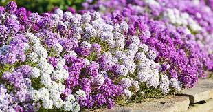Find out how sweet alyssum make good. How To Grow Sweet Alyssum Lobularia Maritima Gardener S Path