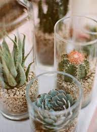 How to water succulents (tips to keep them alive) how to propagate a cactus plant. Pin By Ruth Rae On Make It Succulents In Glass Plants Succulents