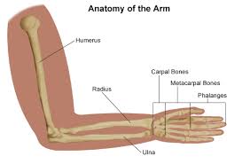 Bones play a critical role in providing support and aiding the movement of animals. Medial Epicondylitis Golfer S And Baseball Elbow Johns Hopkins Medicine