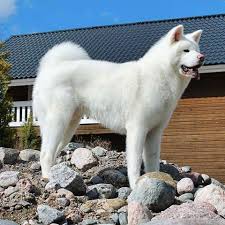 Akita Inu Akita Dog American Akita Dog Akita Puppies