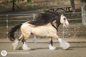 Also called gypsy vanner, tinker horse, the vanner is a relatively recent breed on paper, and their bloodlines have been carried through oral tradition from generation to generation of the families who bred them. Pin On Gypsy Vanner Horses