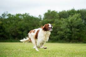 Image result for irský červenobílý setr