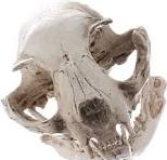 MGM Trading - Realistische Katten Schedel Ornament - Hars Replica voor  Halloween... | bol