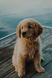 S t e l l a (@stella.anderson_) • instagram photos and videos. Aesthetic Puppy Wallpapers Wallpaper Cave